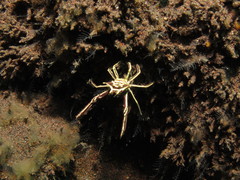 Ceratocarcinus longimanus