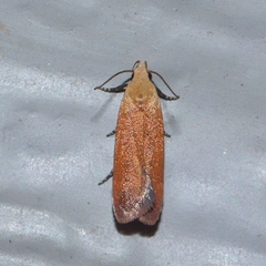 Anacampsis fullonella