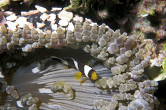 Amphiprion tricinctus