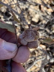 Disholcaspis erugomamma