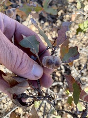 Disholcaspis erugomamma