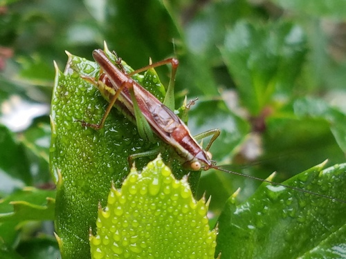 Lesser Pine Katydid photo 5