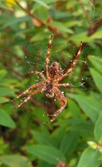 Araneus diadematus