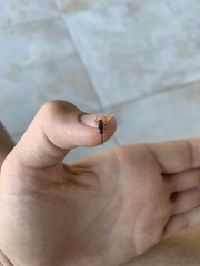 Centruroides gracilis