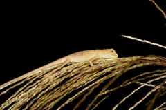 Diploderma polygonatum xanthostomum