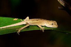 Diploderma polygonatum xanthostomum