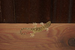 Gekko hokouensis