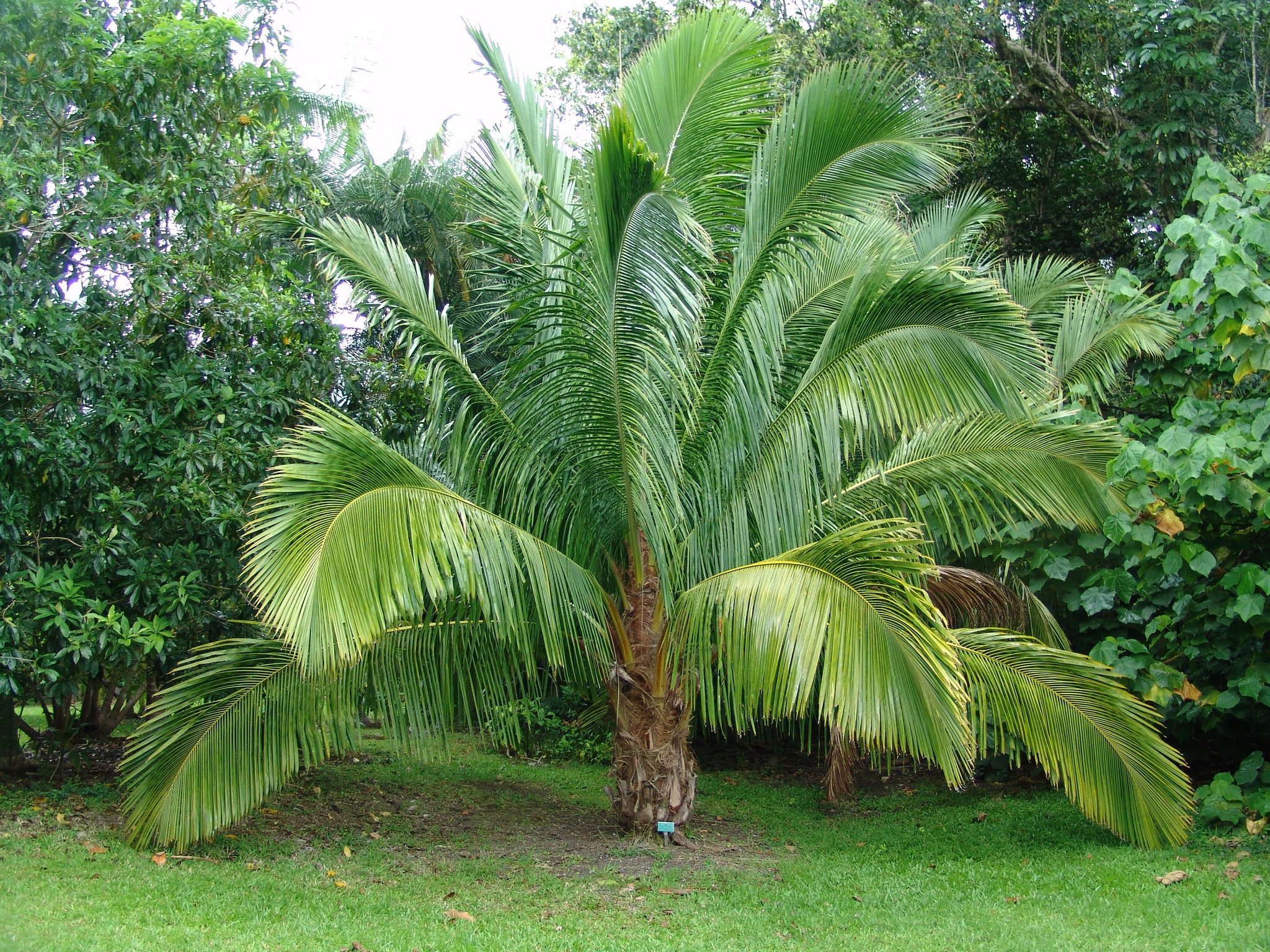 Beccariophoenix