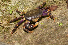 Geothelphusa miyazakii