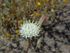 Chaenactis carphoclinia