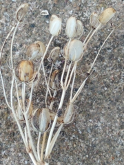 Blackstonia perfoliata