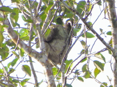 Bradypus variegatus image