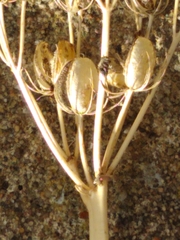 Blackstonia perfoliata