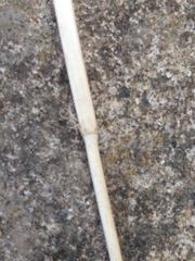 Blackstonia perfoliata