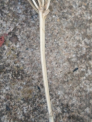 Blackstonia perfoliata