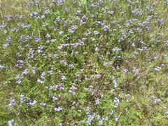 Heliotropium amplexicaule