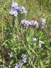Heliotropium amplexicaule