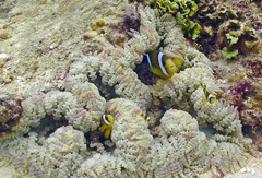 Amphiprion tricinctus