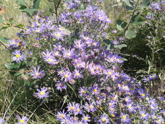 Aster amellus bessarabicus