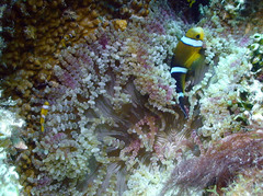 Amphiprion tricinctus