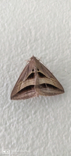 Perasia garnoti