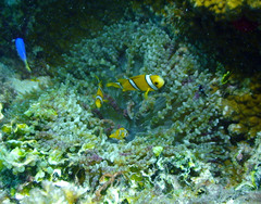 Amphiprion tricinctus