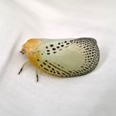Poekilloptera phalaenoides