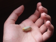 Poekilloptera phalaenoides