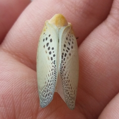 Poekilloptera phalaenoides