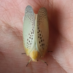 Poekilloptera phalaenoides