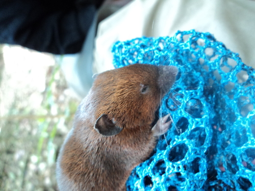 Rahm's Brush-furred Rat (Lophuromys rahmi) — Near Threatened Mammalia