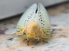 Poekilloptera phalaenoides