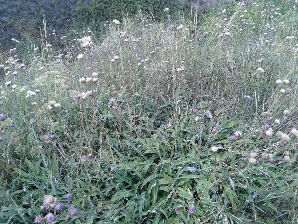 Jurinea salicifolia