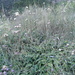 Jurinea salicifolia - Photo (c) Oleksandr Shynder,  זכויות יוצרים חלקיות (CC BY-NC), הועלה על ידי Oleksandr Shynder