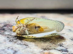 Poekilloptera phalaenoides