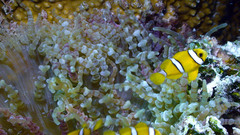 Amphiprion tricinctus