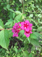 Weigela