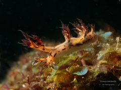 Cabangus regius