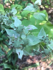 Pycnanthemum incanum