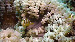 Amphiprion tricinctus