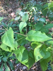 Pycnanthemum incanum