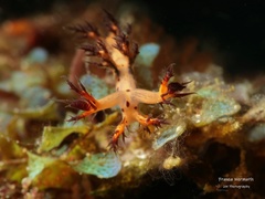 Cabangus regius
