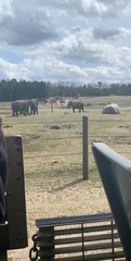 Elephantidae