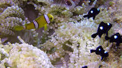 Amphiprion tricinctus