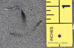 Pluvialis squatarola