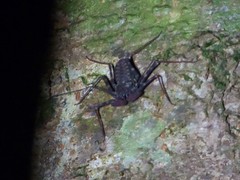 Phrynus operculatus