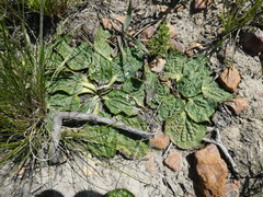 Lichtensteinia latifolia