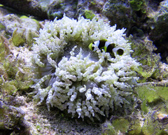 Amphiprion tricinctus