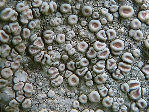 Crawfish Lichen