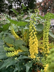 Angiospermae